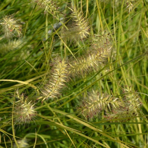 Pennisetum alopecuroides lepage gold