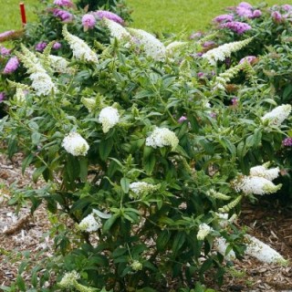 Buddleia summerbird white