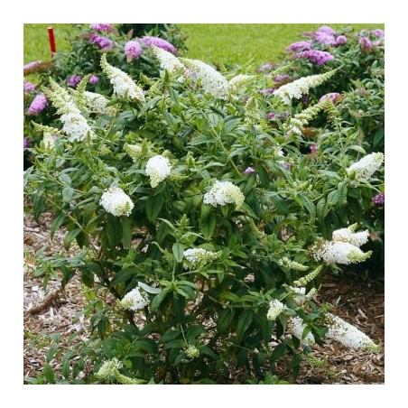 Buddleia summerbird white