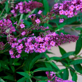 Buddleia free petite dark pink
