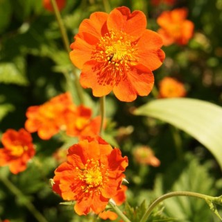Geum mrs Bradshaw