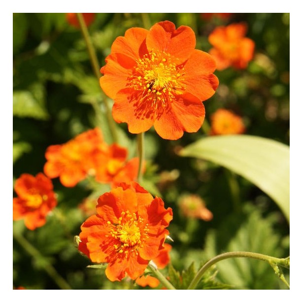 Geum mrs Bradshaw