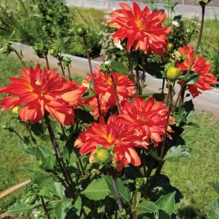 Dahlia Tour du Monde