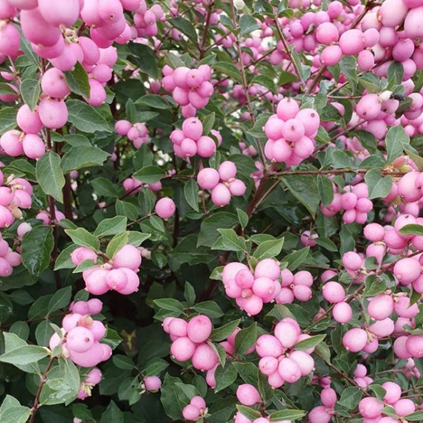 Symphoricarpus magical candy