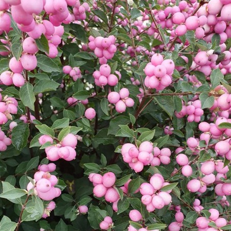 Symphoricarpus magical candy