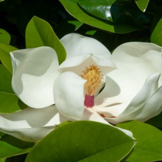 Magnolia Grandiflora