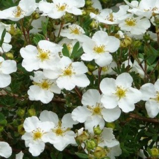 Potentilla fruticosa abbotswood