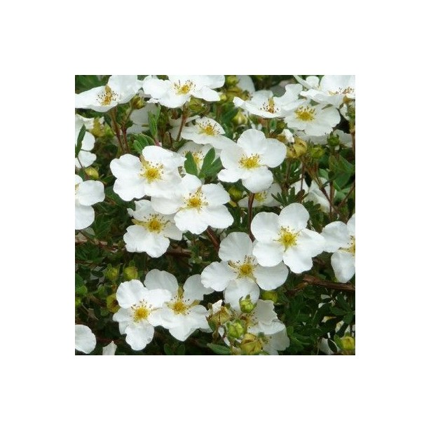 Potentilla fruticosa abbotswood