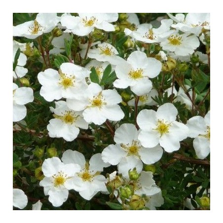 Potentilla fruticosa abbotswood