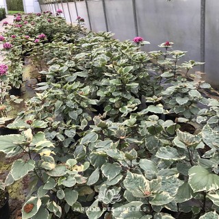 Clerondendron pink diamond