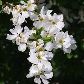 Exochorda x macrantha 'The Bride'
