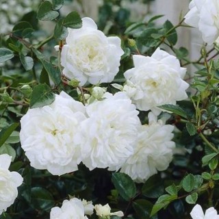 Rosa the fairy white