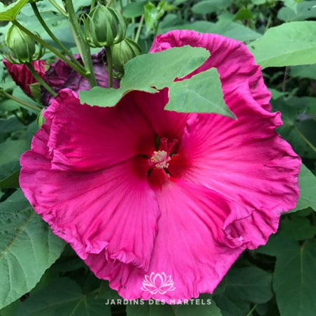 Hibiscus moscheutos Jazzberry Jam