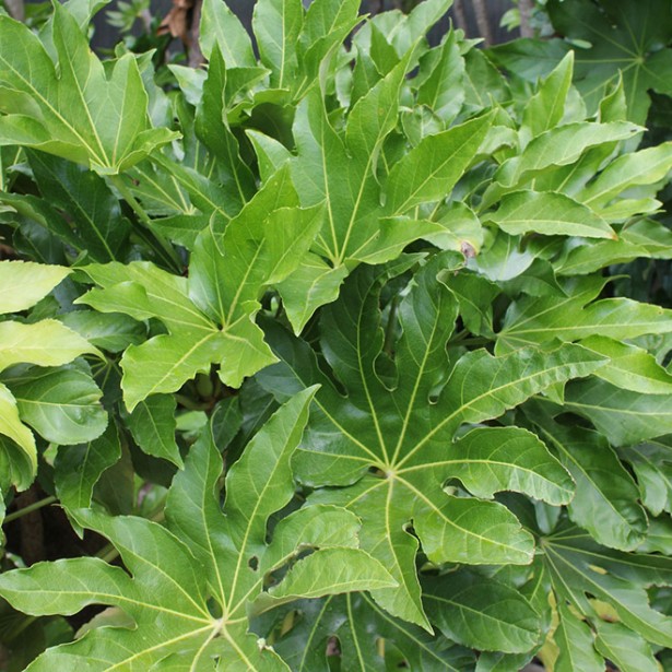 Fatsia japonica
