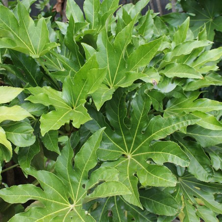 Fatsia japonica