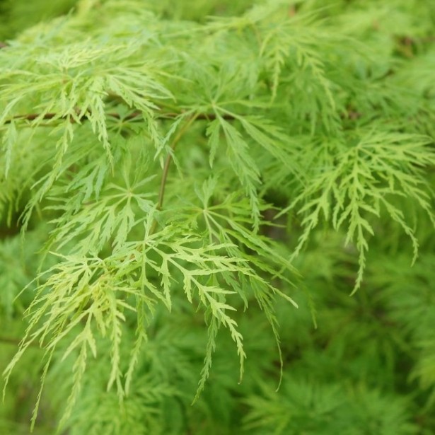 Acer palmatum dissectum viridis