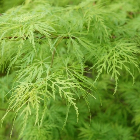 Acer palmatum dissectum viridis