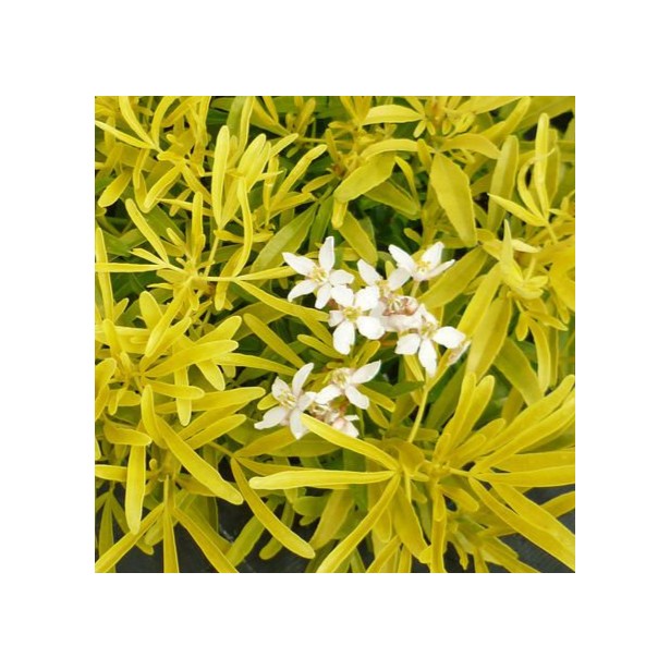 Choisya ternata gold star