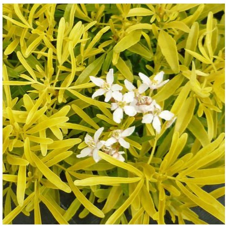 Choisya ternata gold star