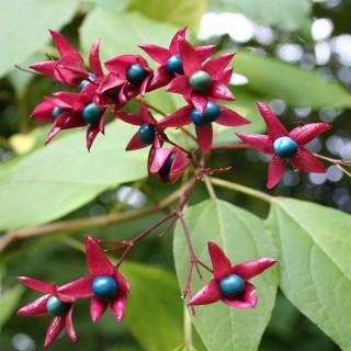 Clerondendron trichotomum