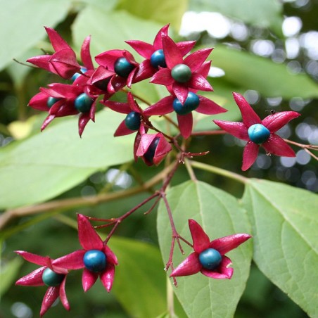 Clerondendron trichotomum