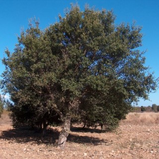 Quercus suber