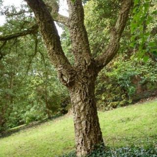 Quercus suber