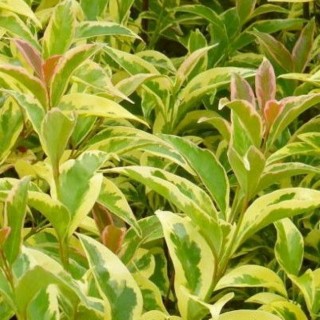 Ligustrum lucidum excelsum superbum