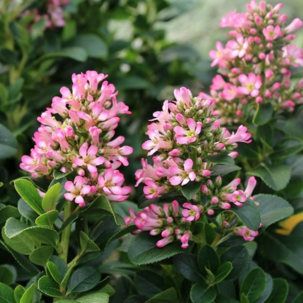 Escallonia pink elle