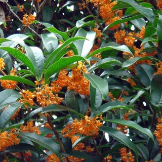Osmanthus fragrans aurantiacus