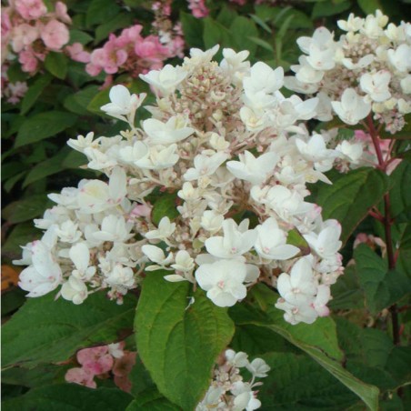 Hydrangea paniculata White diamonds