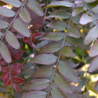Gleditsia triacanthos rubylace