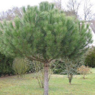 Pinus pinea