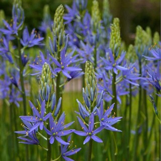 Camassia leichtlinii