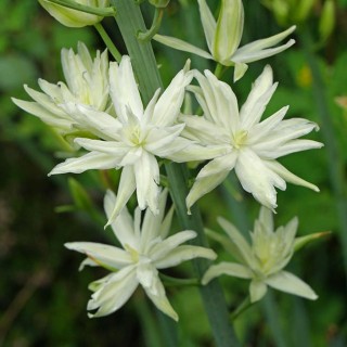 Camassia leichtlinii semiplena
