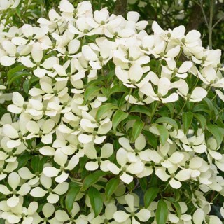 Cornus hongkongensis