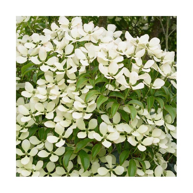 Cornus hongkongensis