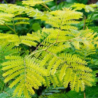 Gleditsia triacanthos sunburst
