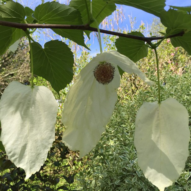 Davidia involucrata