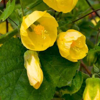 Abutilon hybride julia