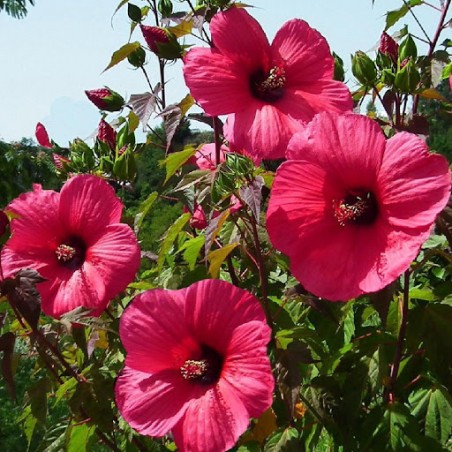 Hibiscus moscheutos Planet Griotte