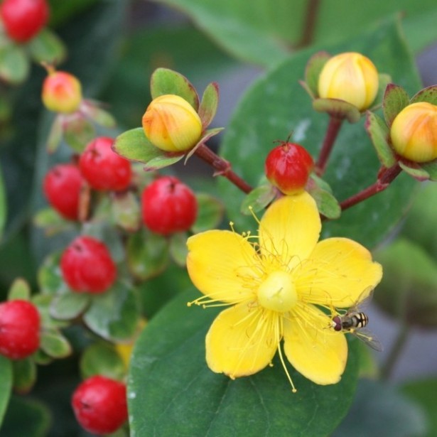 Hypericum magical lightning