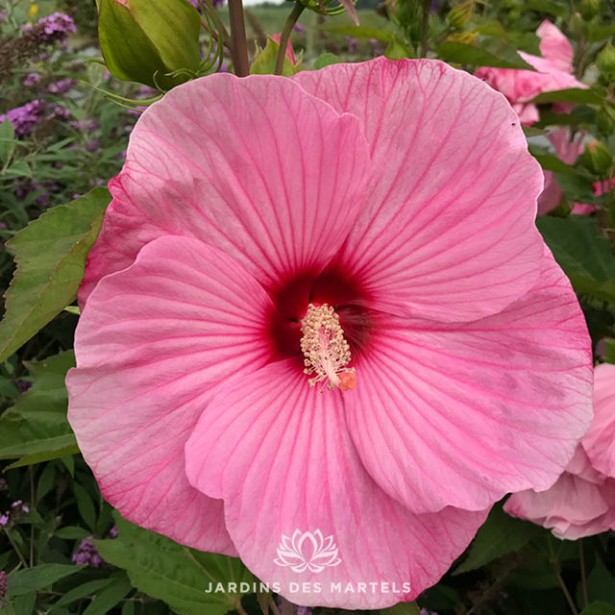 Hibiscus moscheutos Planet Solene