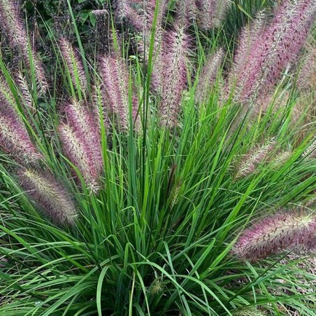 Pennisetum red head