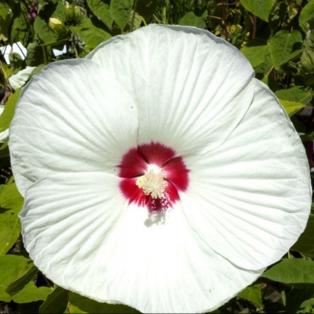 Hibiscus moscheutos blanc