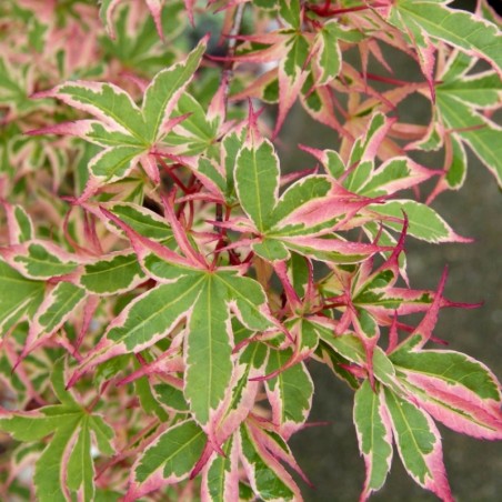 Acer palmatum kagiri nishiki