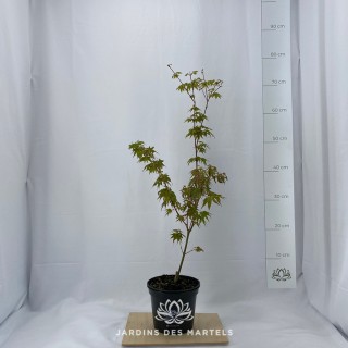 Acer palmatum kagiri nishiki