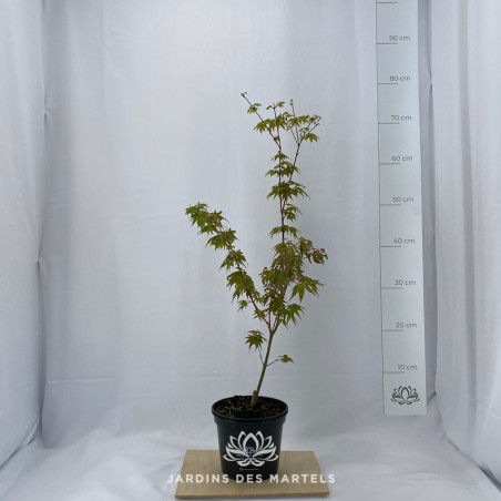 Acer palmatum kagiri nishiki