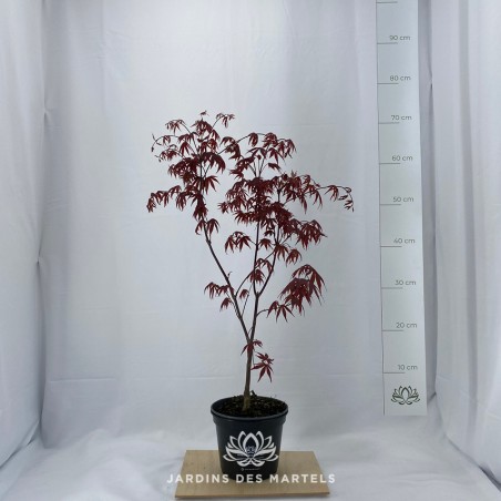 Acer palmatum bloodgood