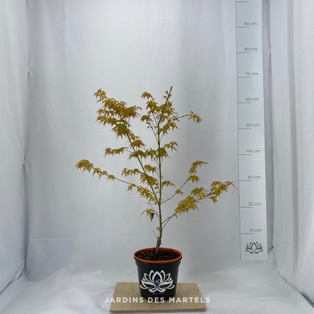 Acer palmatum katsura